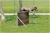 ipo3 FURFANTE RIPRODUTTORE SELEZIONATO ENCI - Triola Cane Corso